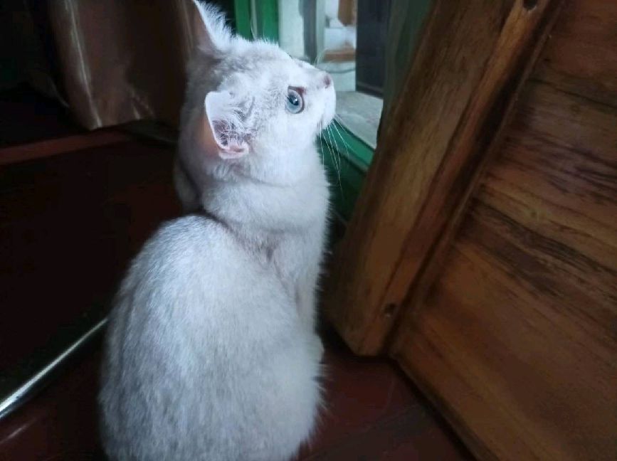 猫图片|宠物猫|猫咪|