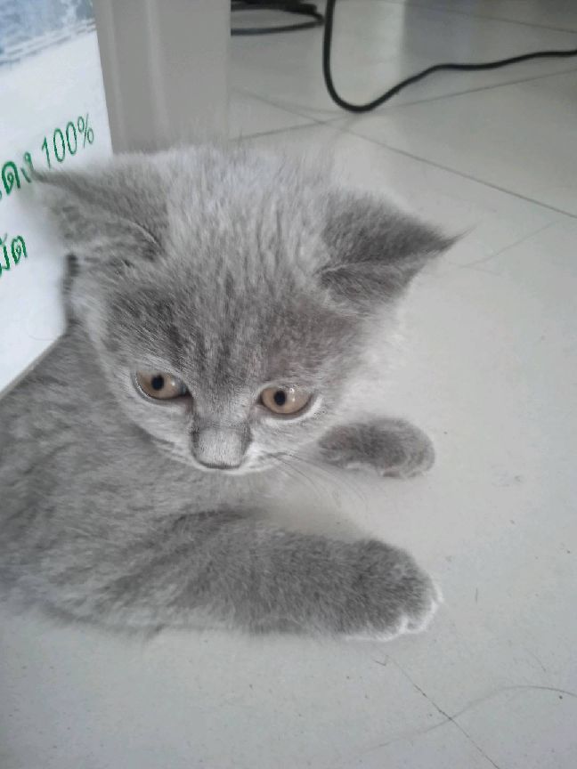 猫图片|宠物猫|猫咪|