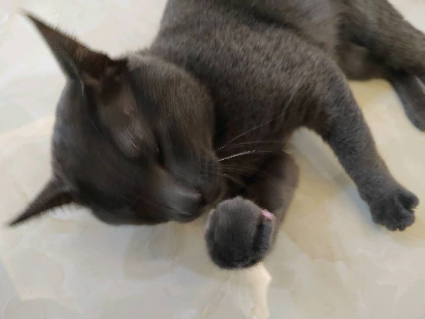 猫图片|宠物猫|猫咪|