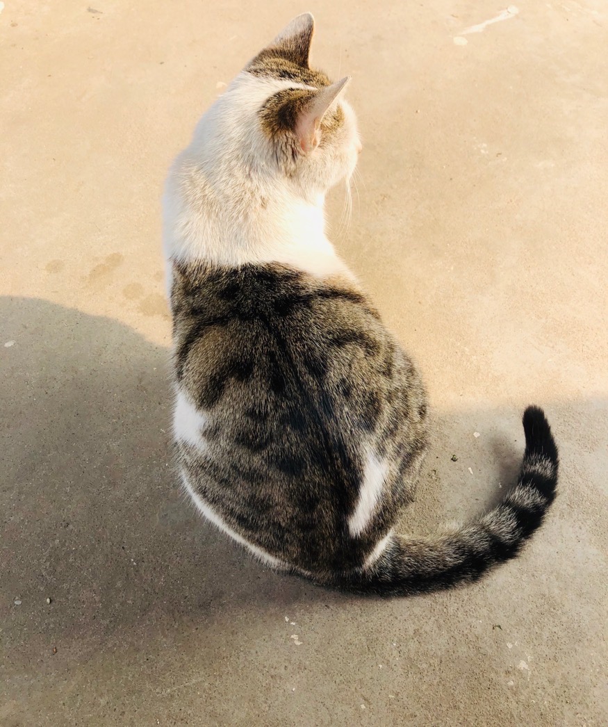 猫图片|宠物猫|猫咪|