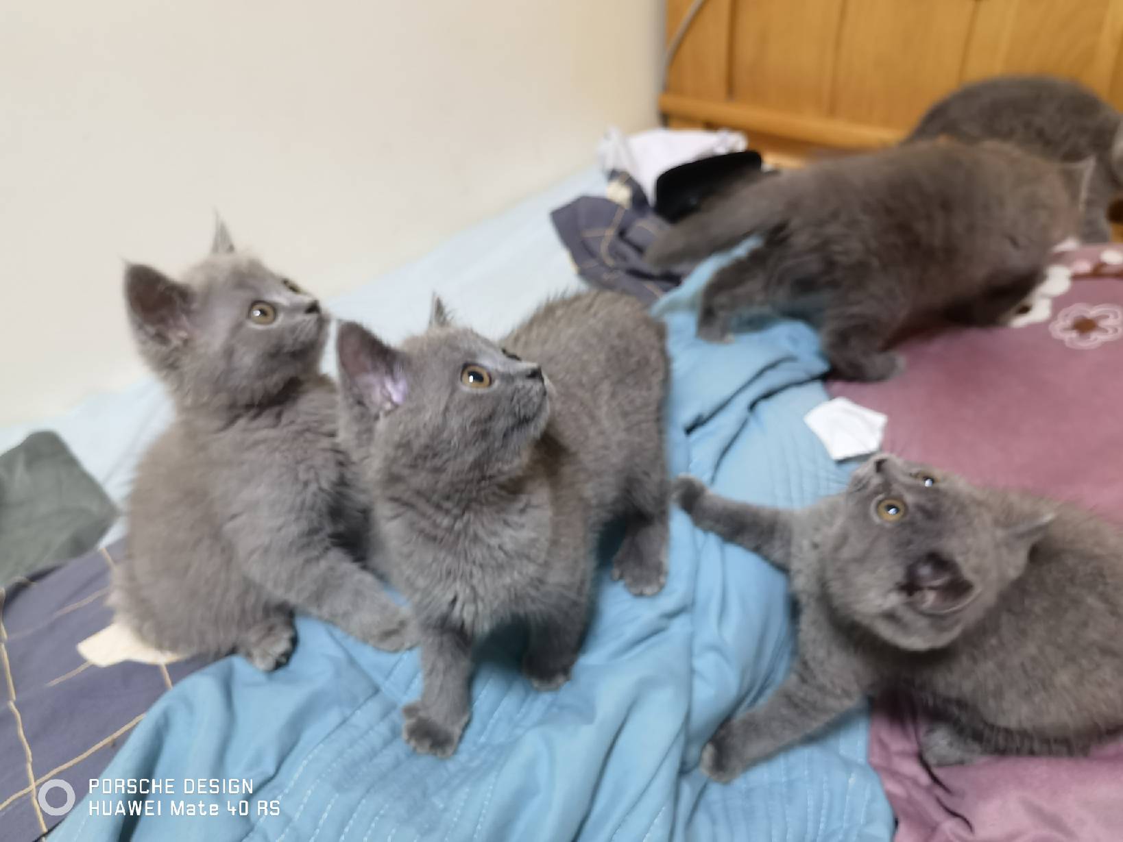 猫图片|宠物猫|猫咪|