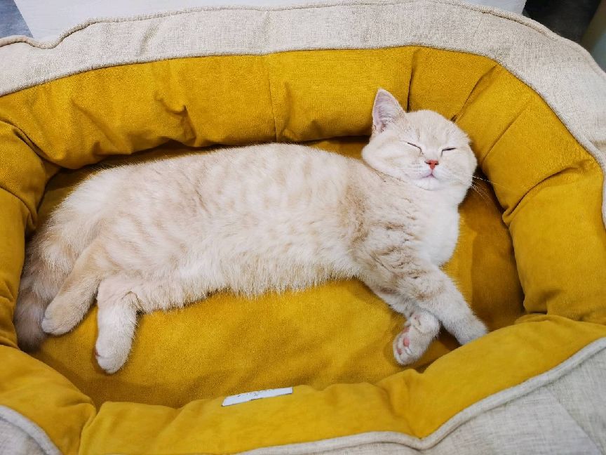 猫图片|宠物猫|猫咪|