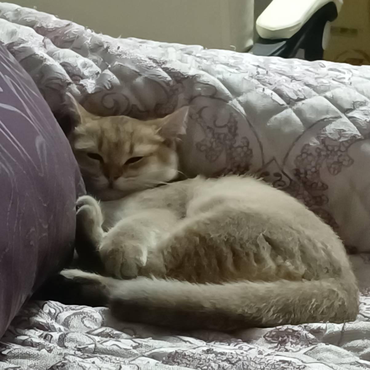 猫图片|宠物猫|猫咪|