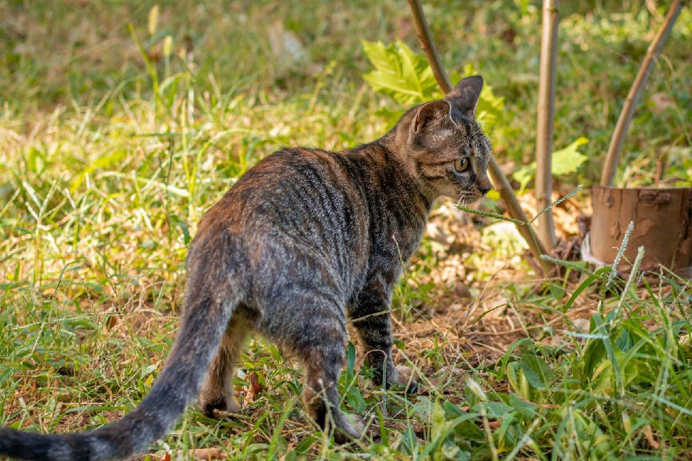 猫图片|宠物猫|猫咪|