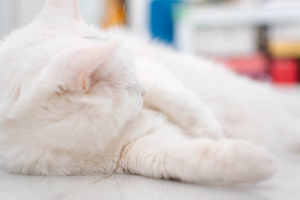 猫图片|宠物猫|猫咪|