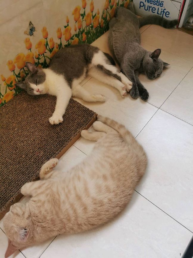 猫图片|宠物猫|猫咪|