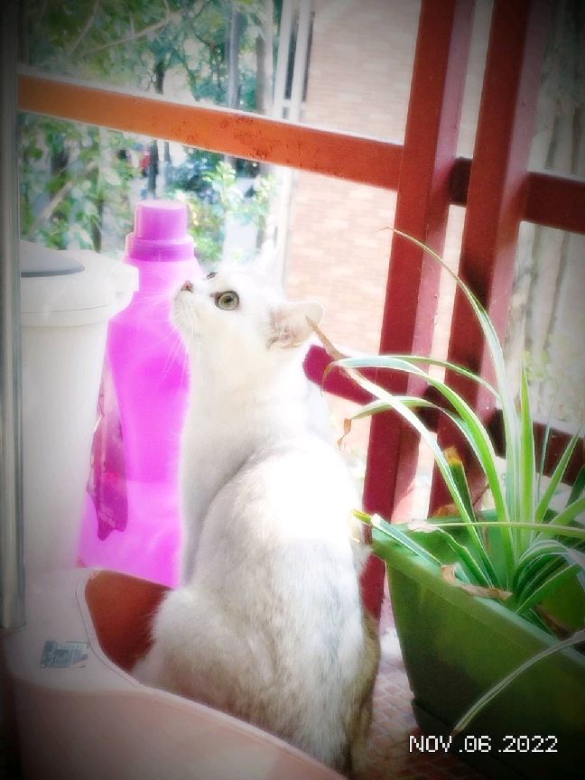 猫图片|宠物猫|猫咪|