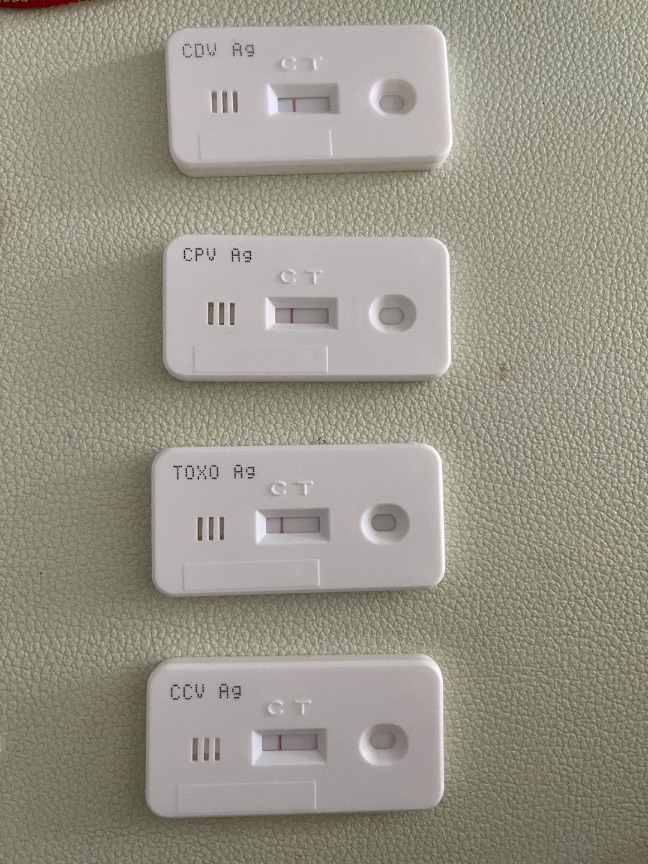 猫图片|宠物猫|猫咪|