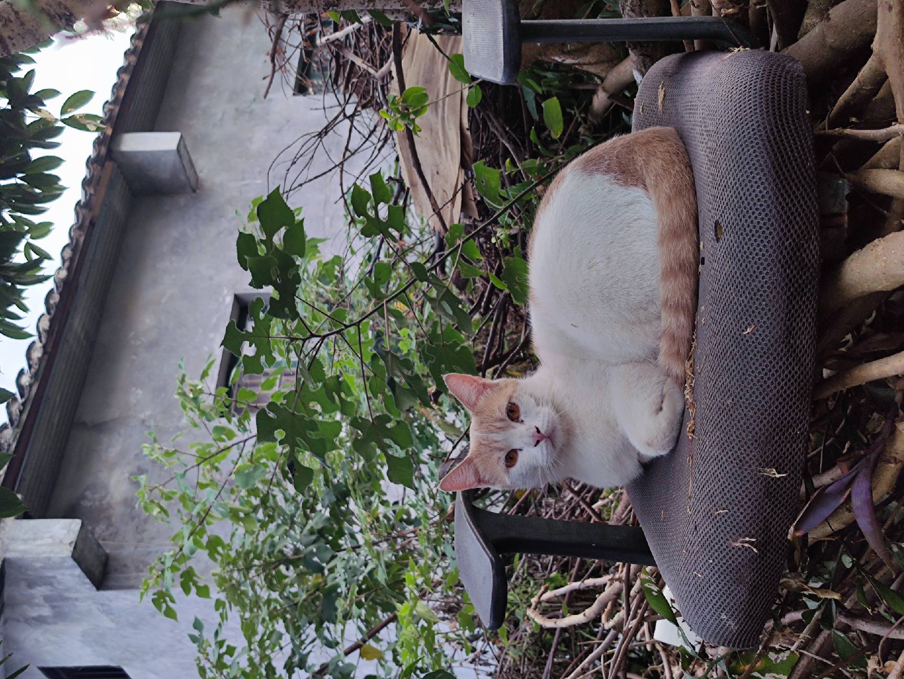 猫图片|宠物猫|猫咪|