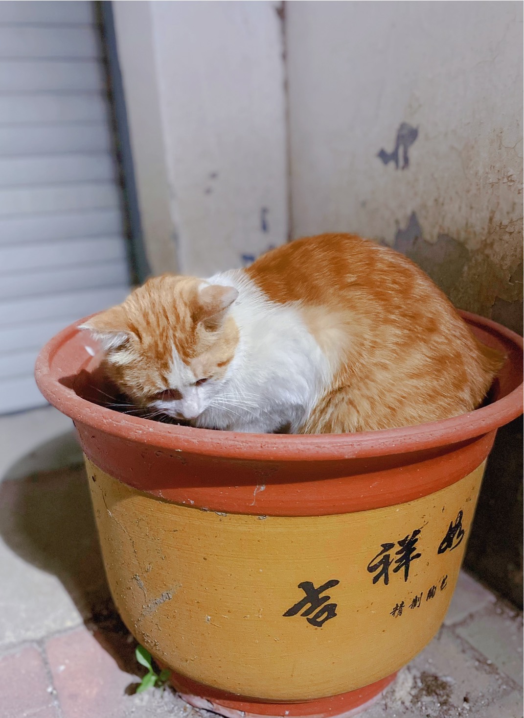 猫图片|宠物猫|猫咪|