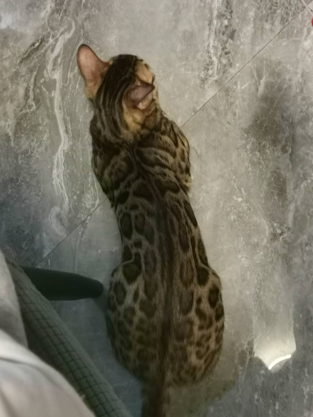 猫图片|宠物猫|猫咪|