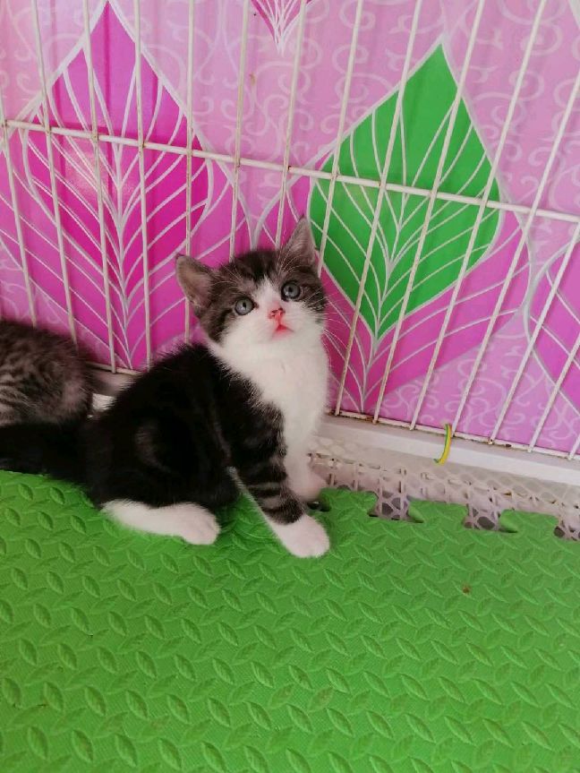 猫图片|宠物猫|猫咪|