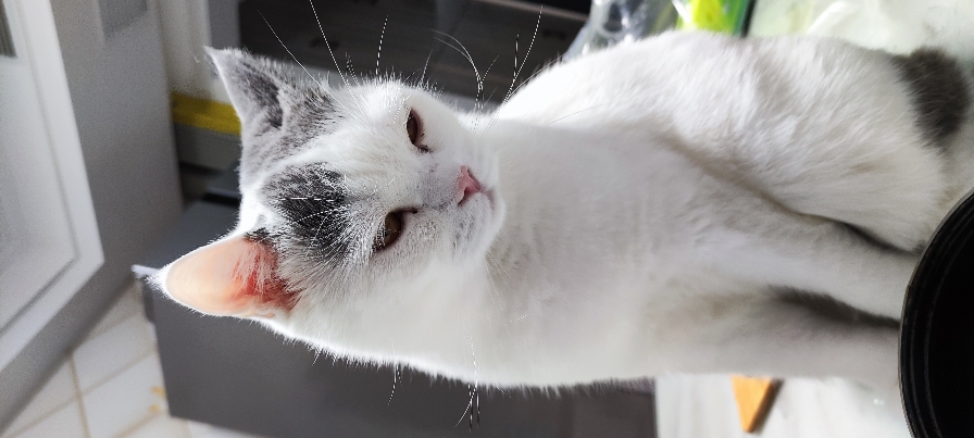 猫图片|宠物猫|猫咪|