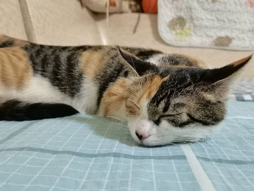 猫图片|宠物猫|猫咪|