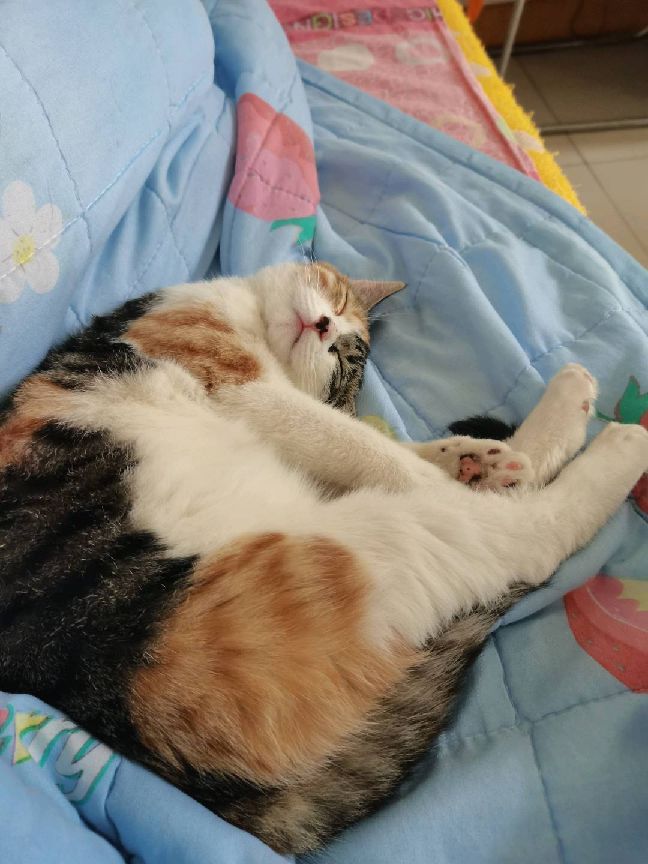 猫图片|宠物猫|猫咪|