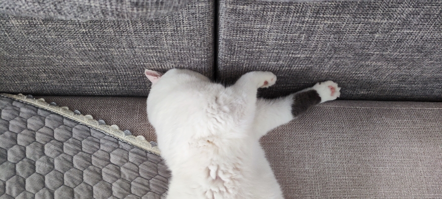 猫图片|宠物猫|猫咪|