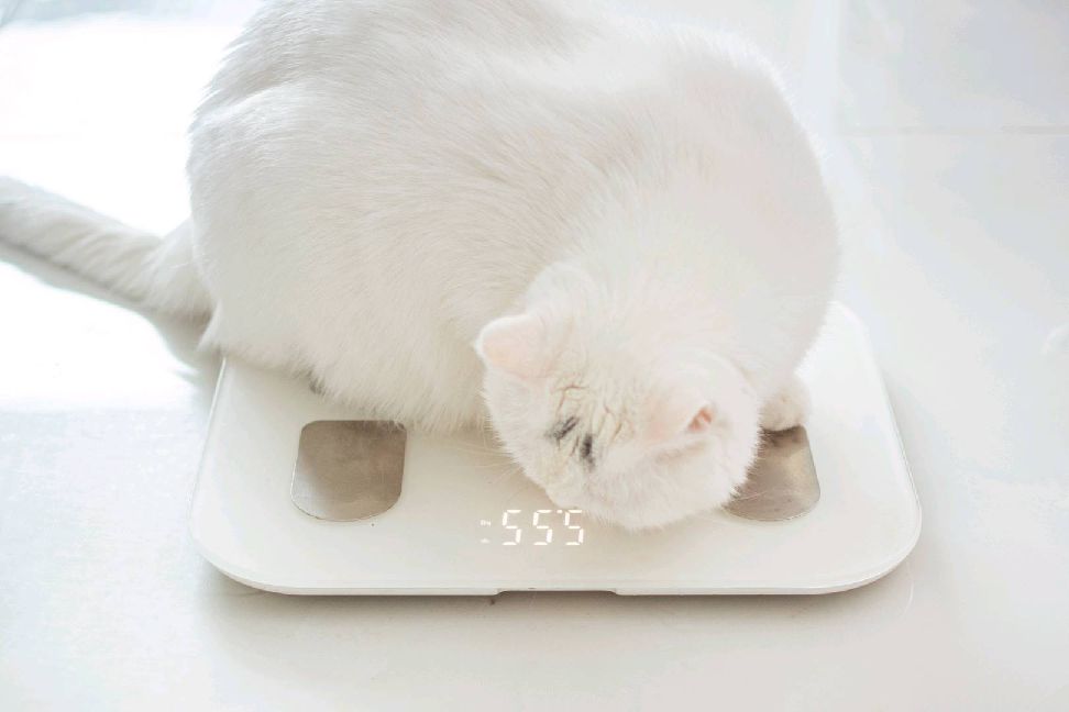 猫图片|宠物猫|猫咪|