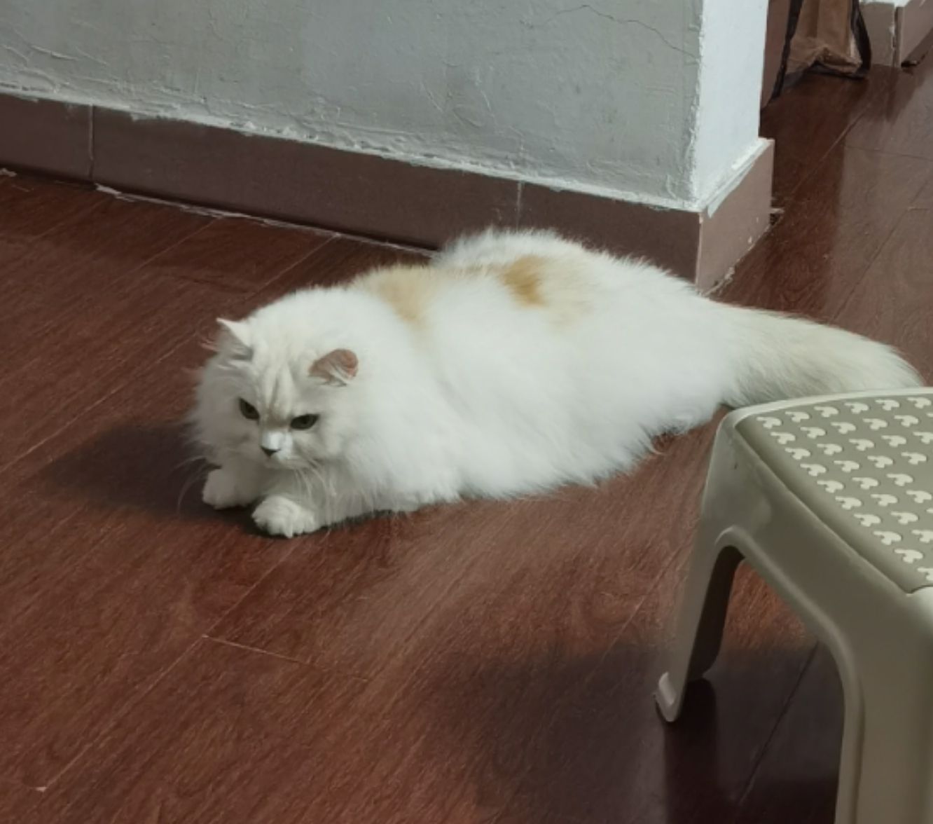 猫图片|宠物猫|猫咪|