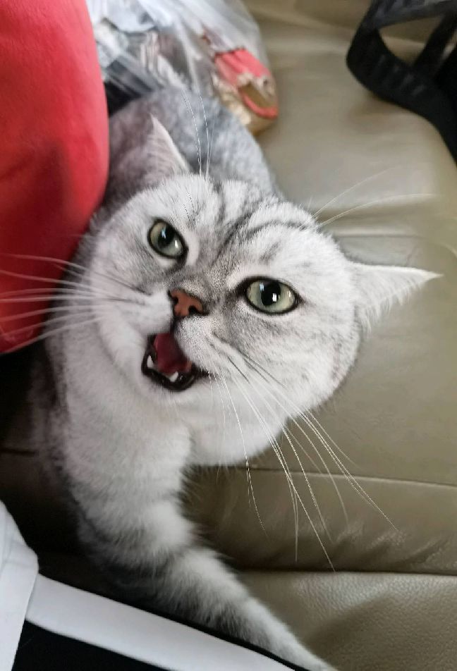 猫图片|宠物猫|猫咪|