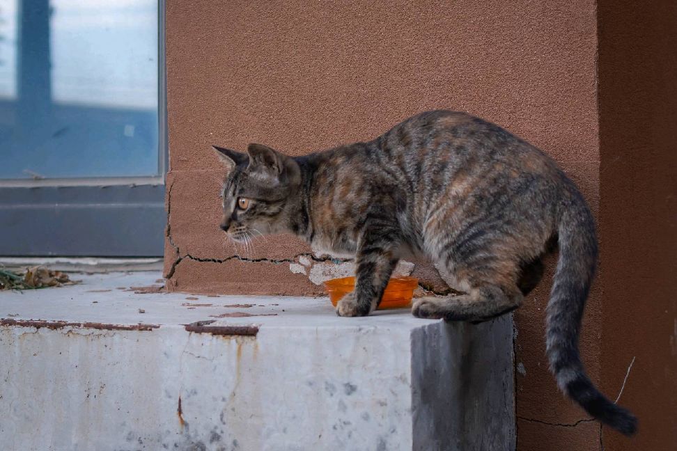 猫图片|宠物猫|猫咪|