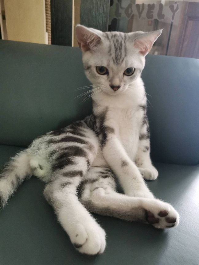 猫图片|宠物猫|猫咪|