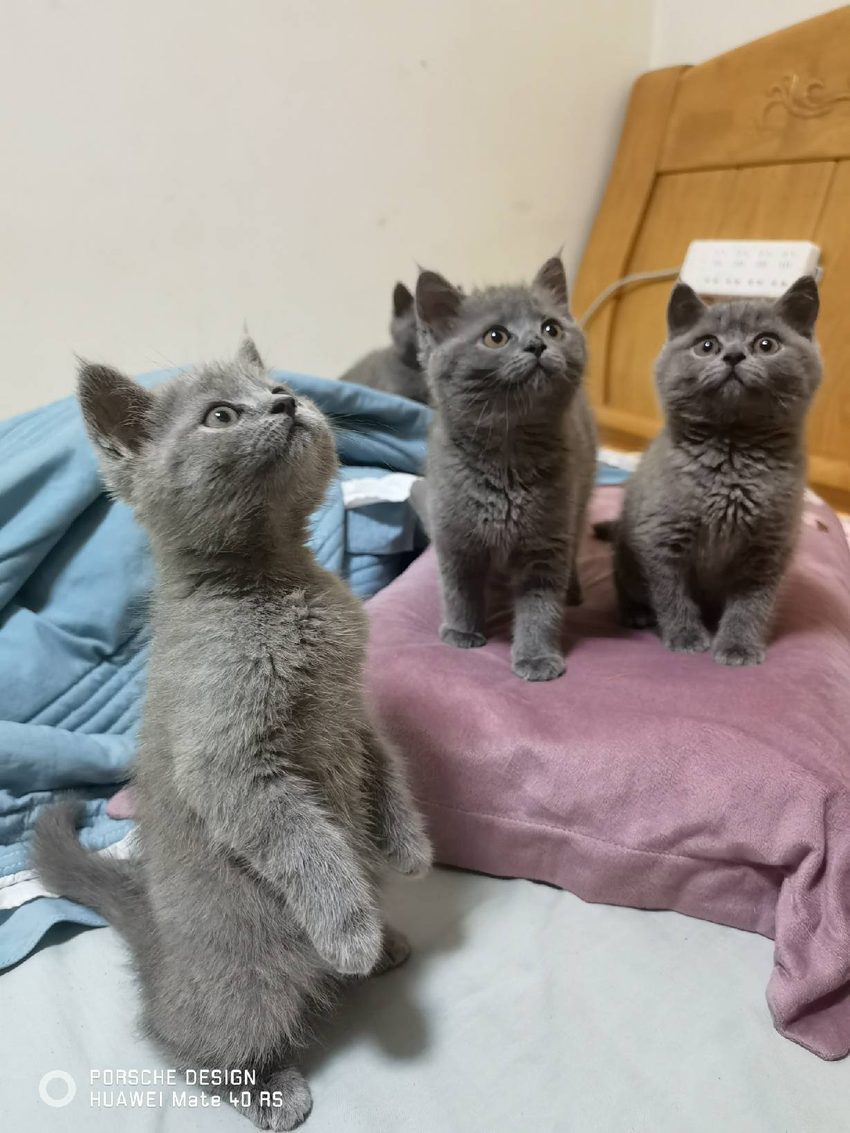 猫图片|宠物猫|猫咪|