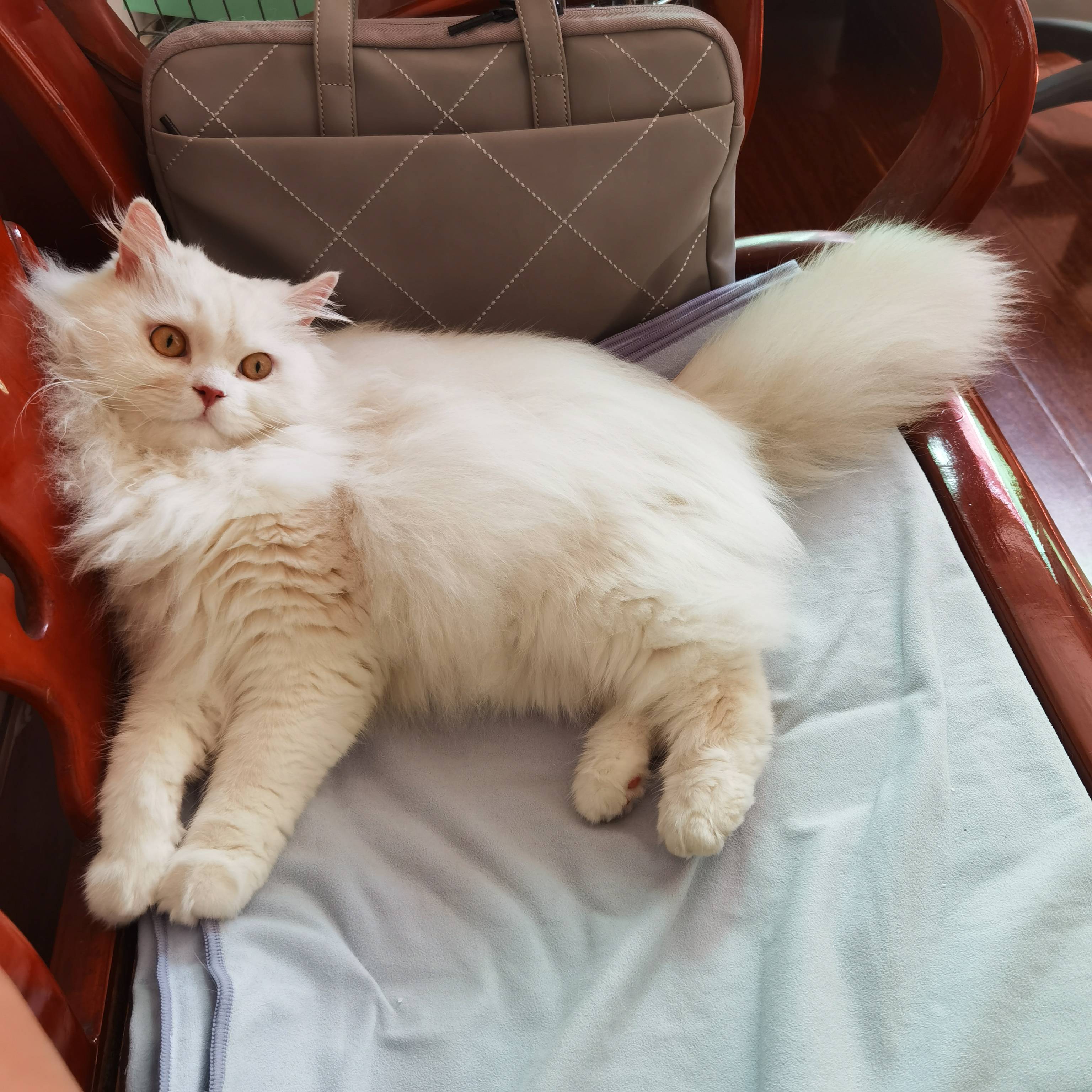 猫图片|宠物猫|猫咪|