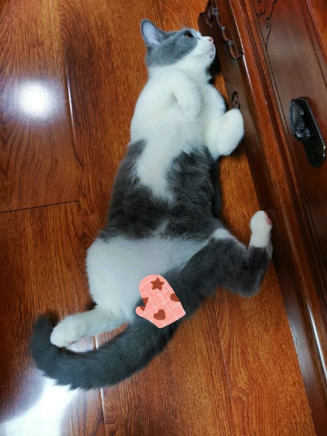 猫图片|宠物猫|猫咪|