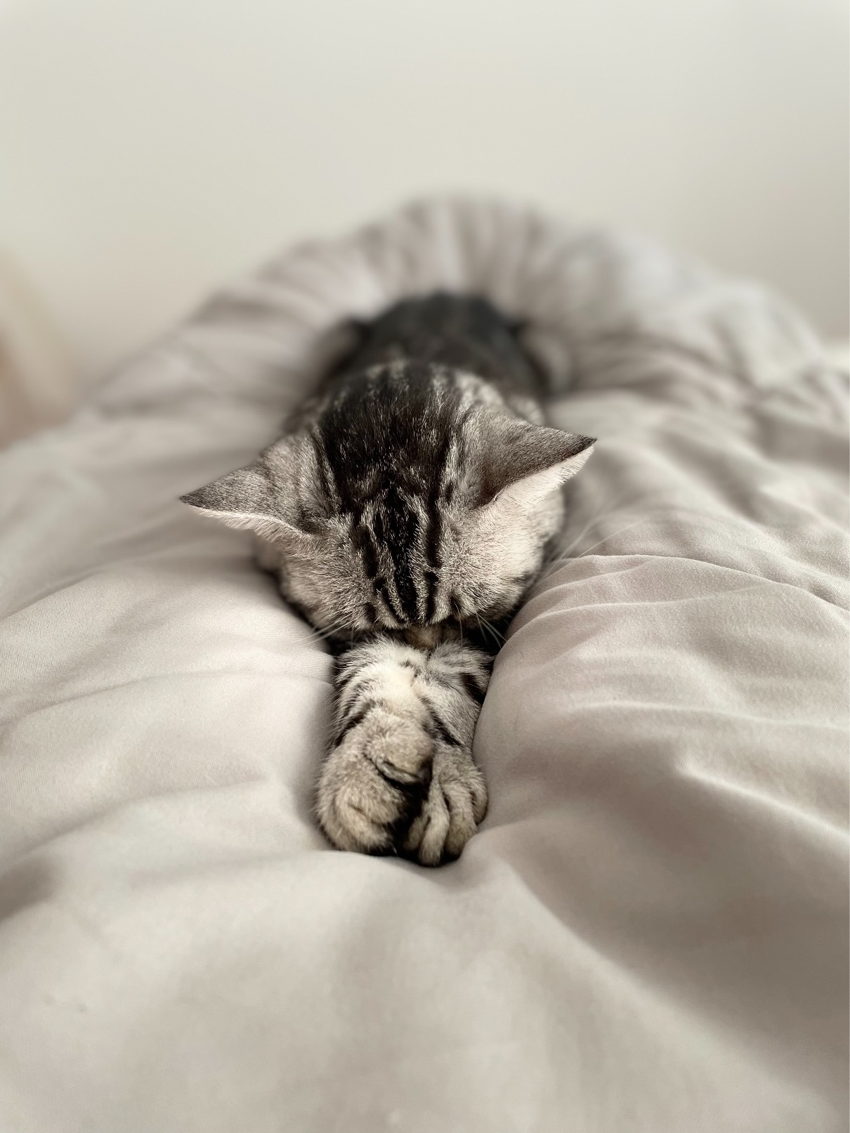 猫图片|宠物猫|猫咪|