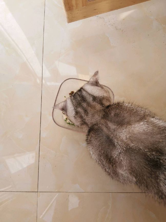 猫图片|宠物猫|猫咪|