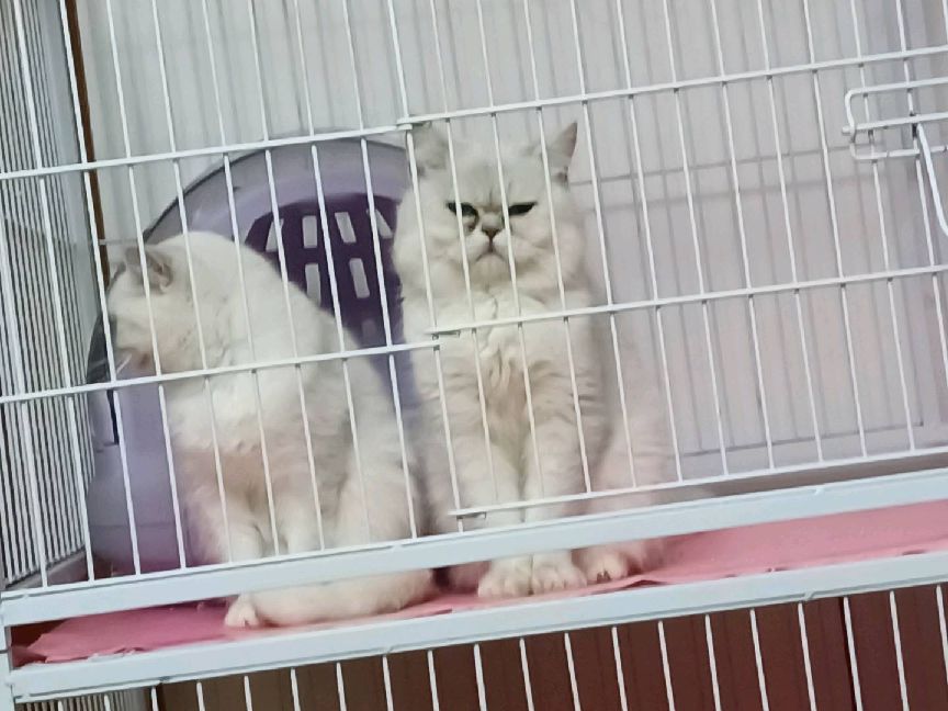 猫图片|宠物猫|猫咪|