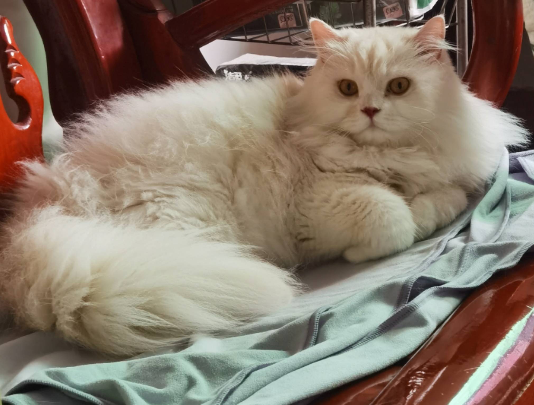 猫图片|宠物猫|猫咪|