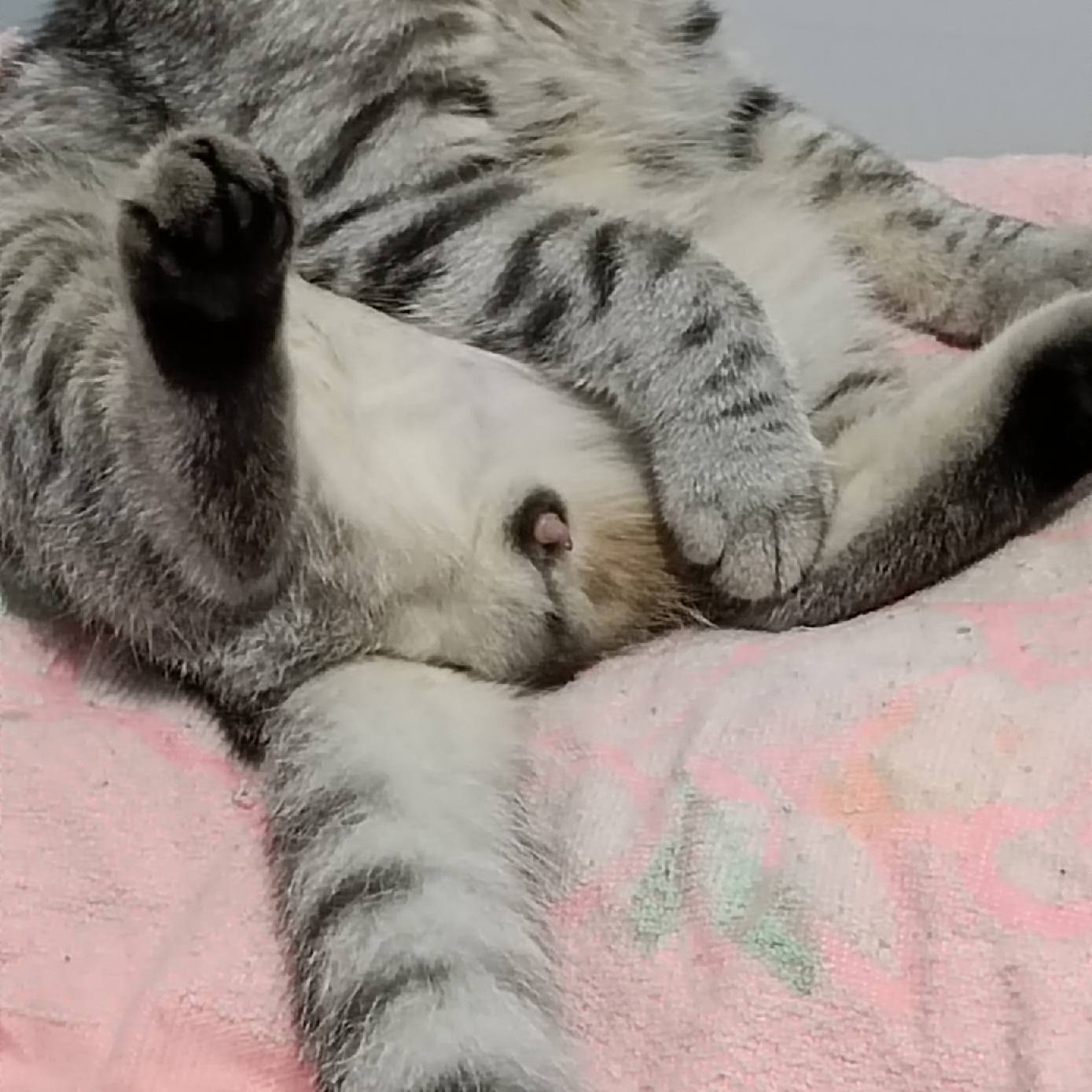 猫图片|宠物猫|猫咪|