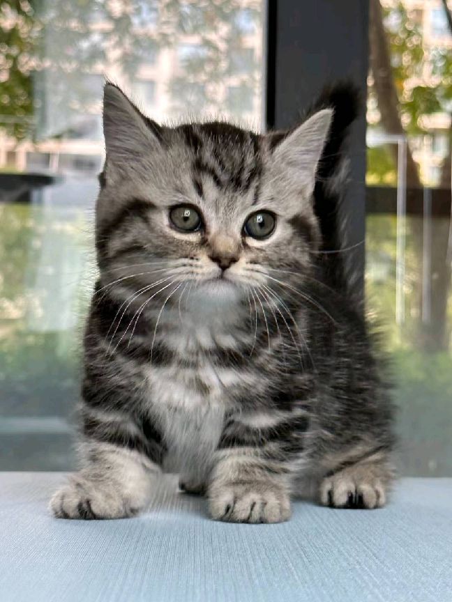 猫图片|宠物猫|猫咪|