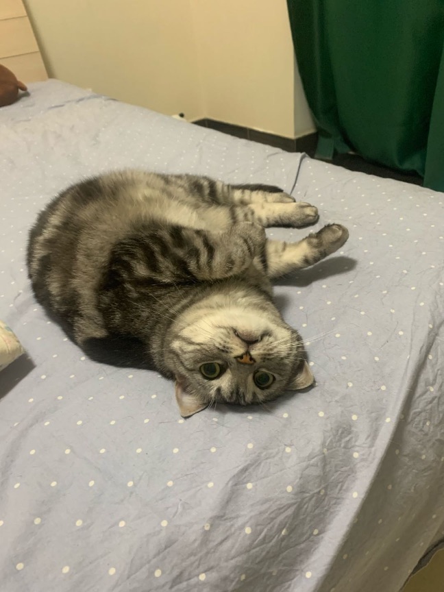 猫图片|宠物猫|猫咪|