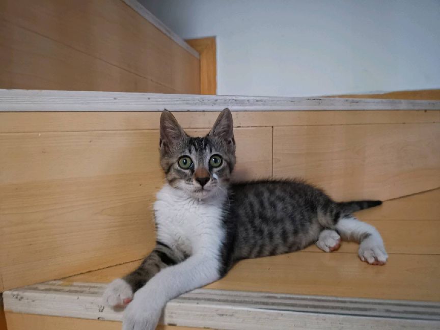 猫图片|宠物猫|猫咪|