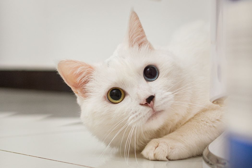 猫图片|宠物猫|猫咪|