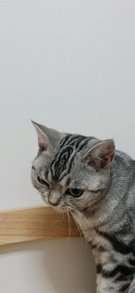 猫图片|宠物猫|猫咪|