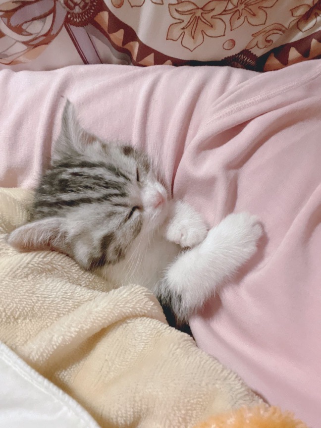 猫图片|宠物猫|猫咪|