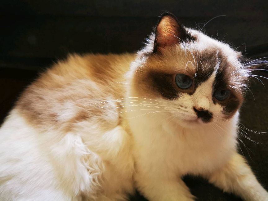 猫图片|宠物猫|猫咪|