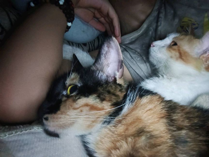 猫图片|宠物猫|猫咪|