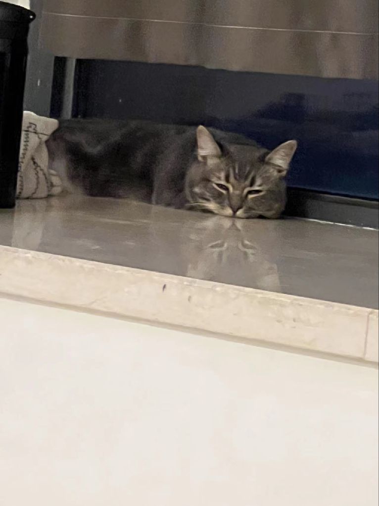 猫图片|宠物猫|猫咪|