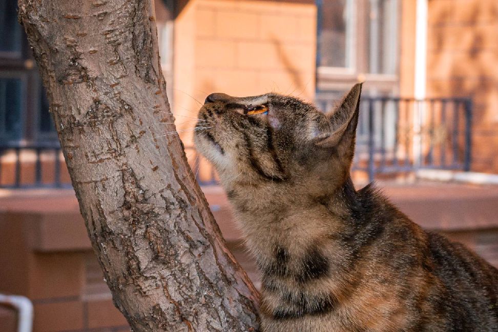 猫图片|宠物猫|猫咪|