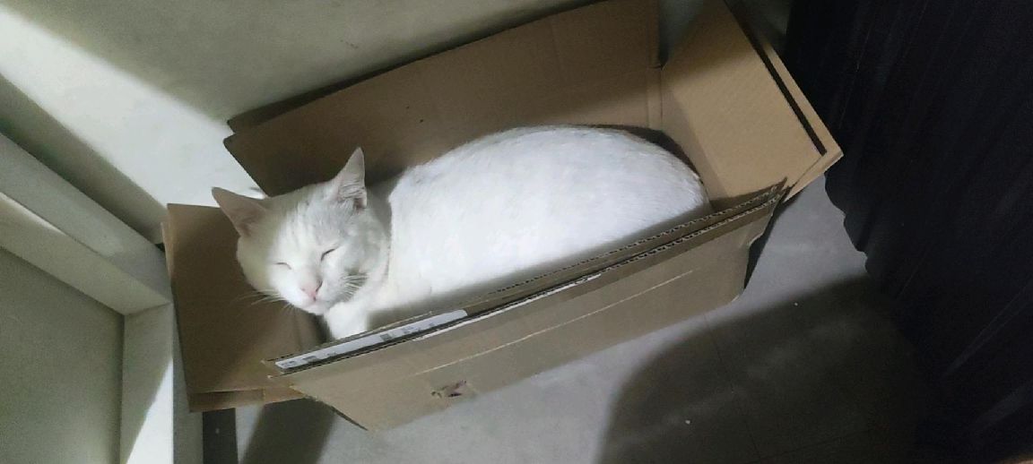 猫图片|宠物猫|猫咪|