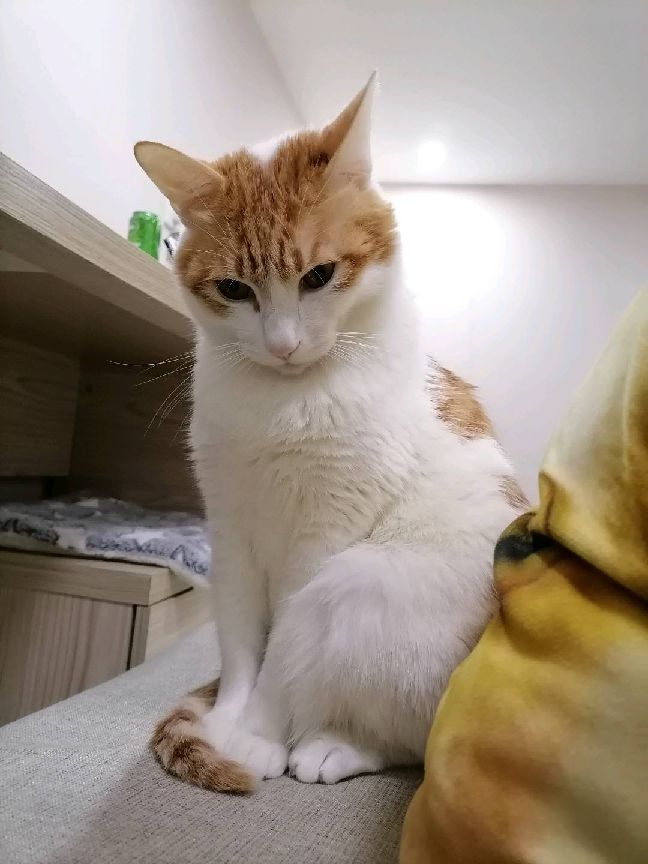 猫图片|宠物猫|猫咪|