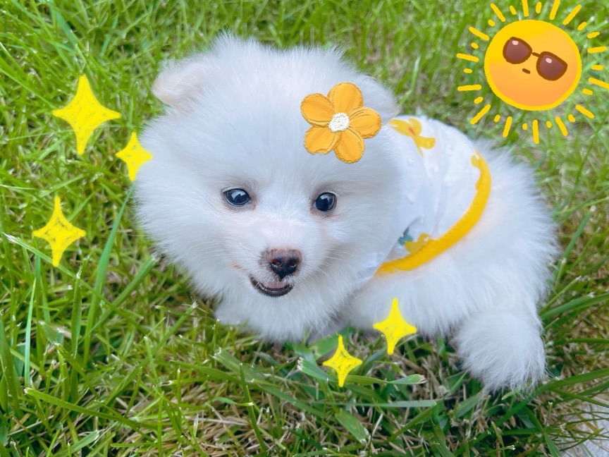 猫图片|宠物猫|猫咪|