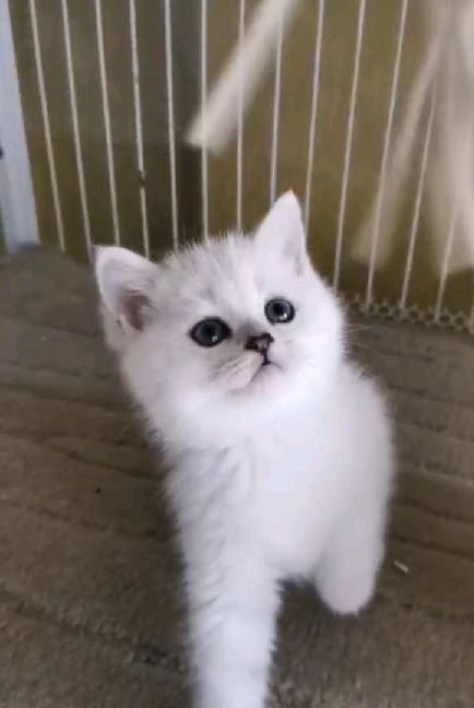 猫图片|宠物猫|猫咪|