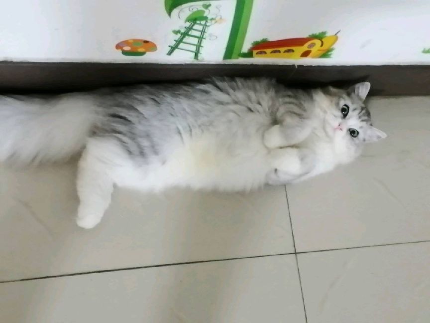 猫图片|宠物猫|猫咪|