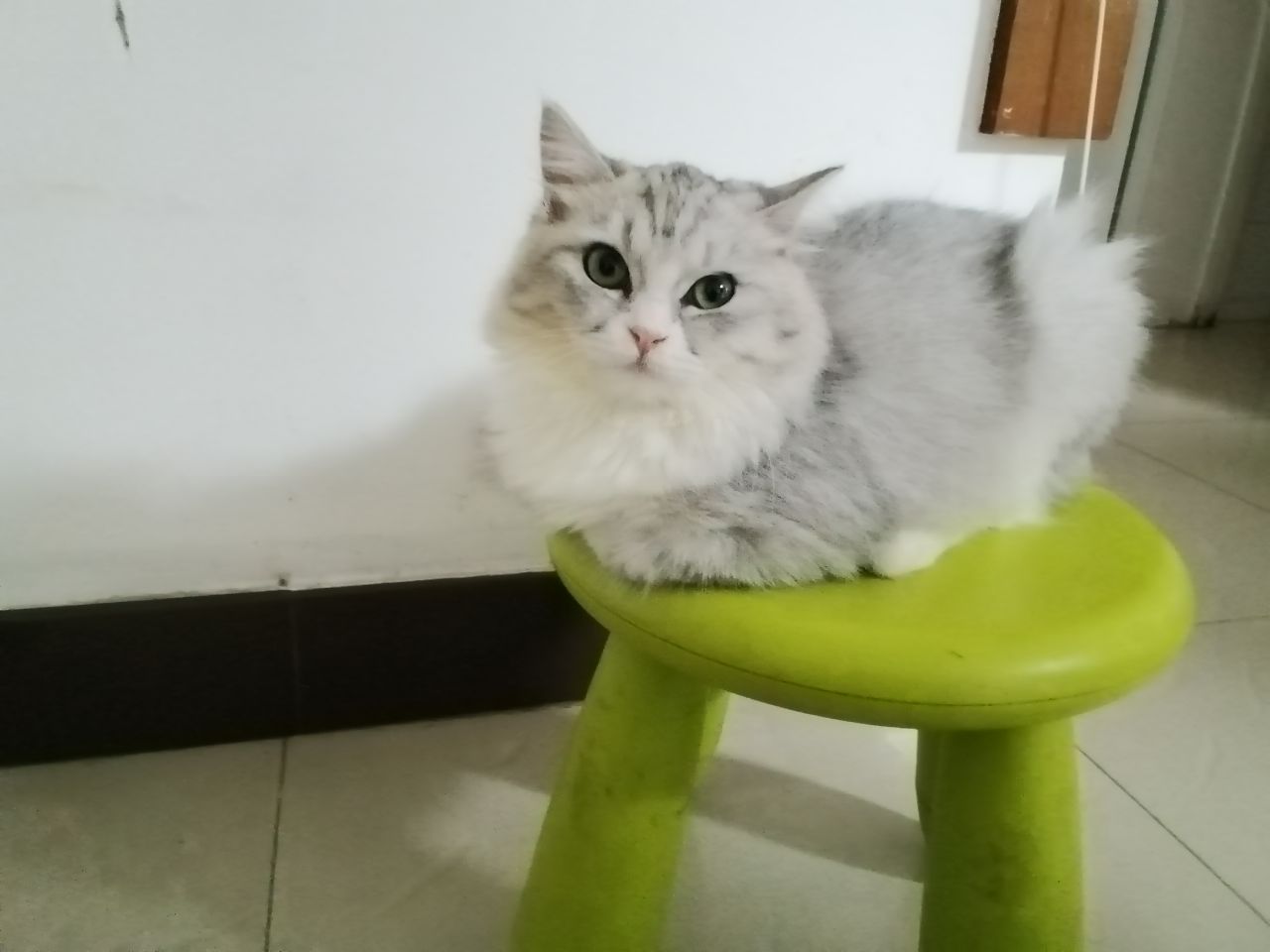 猫图片|宠物猫|猫咪|