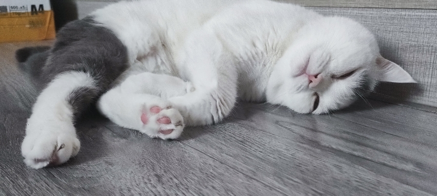 猫图片|宠物猫|猫咪|